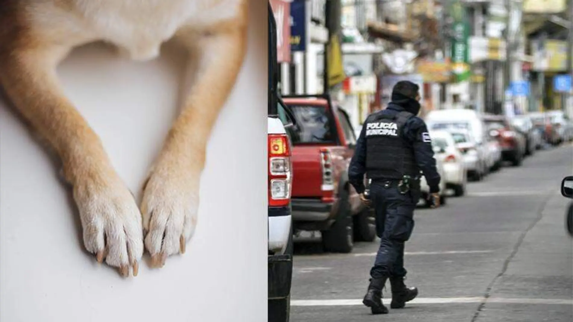 Perrito contra policía